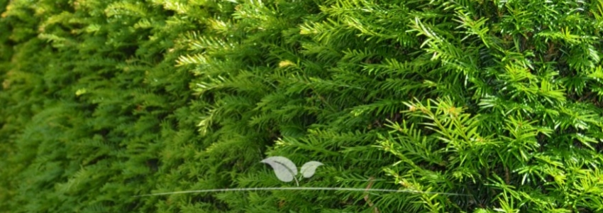 Taxus media Hillii