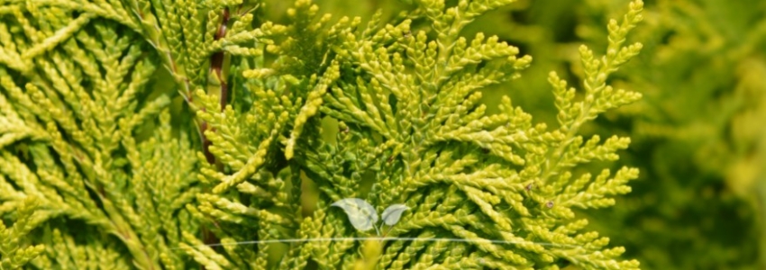 Chamaecyparis lawsoniana Ivonne