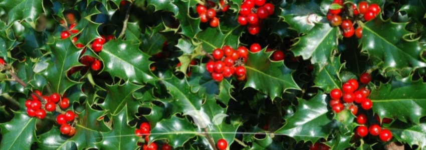 Ilex meserveae Blue Angel