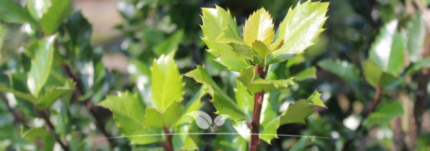 Ilex meserveae Blue Prince