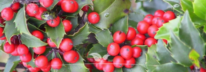 Ilex meserveae Blue Princess
