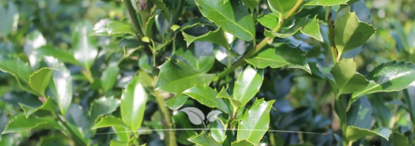 Ilex meserveae Blue Maid