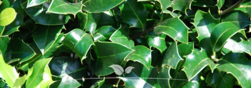 Ilex meserveae Heckenpracht