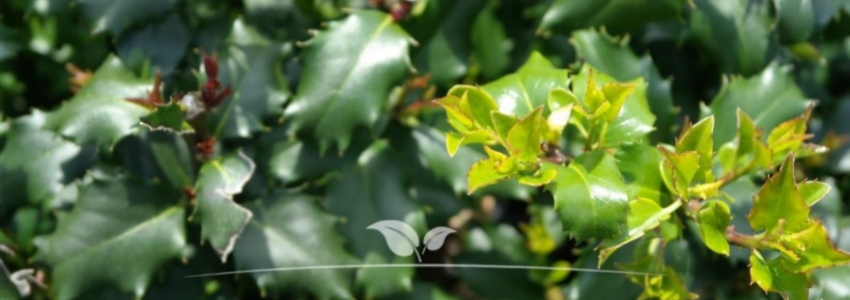 Ilex meserveae Heckenfee