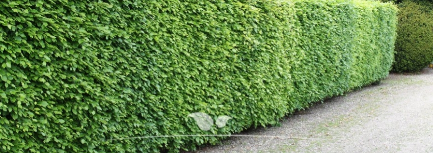 Fagus & Carpinus