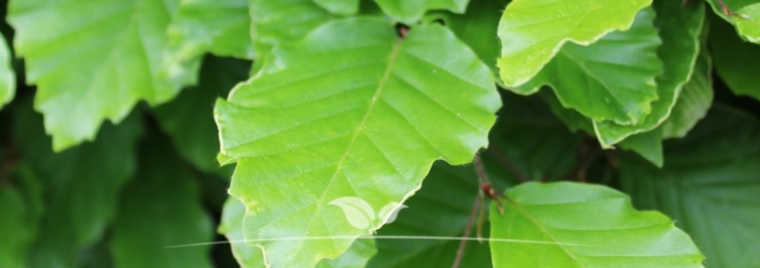 Fagus sylvatica
