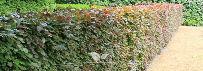 Fagus sylvatica Atropunicea