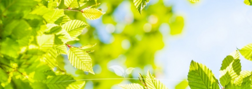 Carpinus betulus