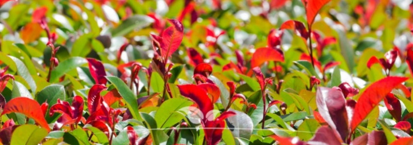 Photinia