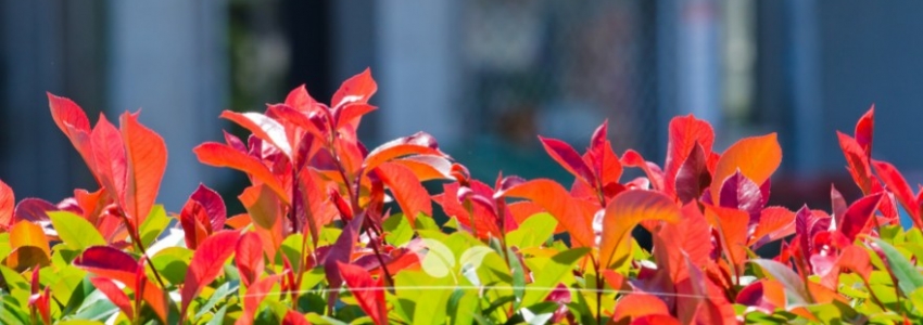 Photinia fraseri Red Robin