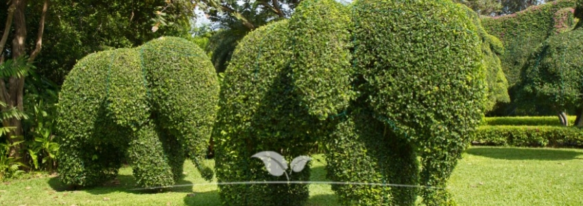 Ligustrum