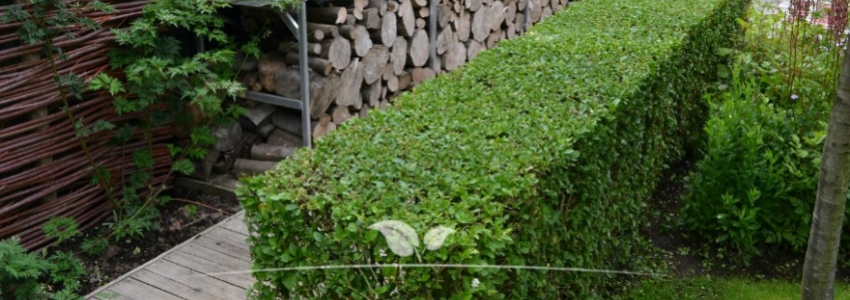 Ligustrum vulgare Atrovirens