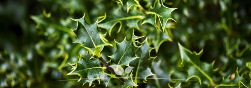 Informationen über alle Ilex Pflanzen