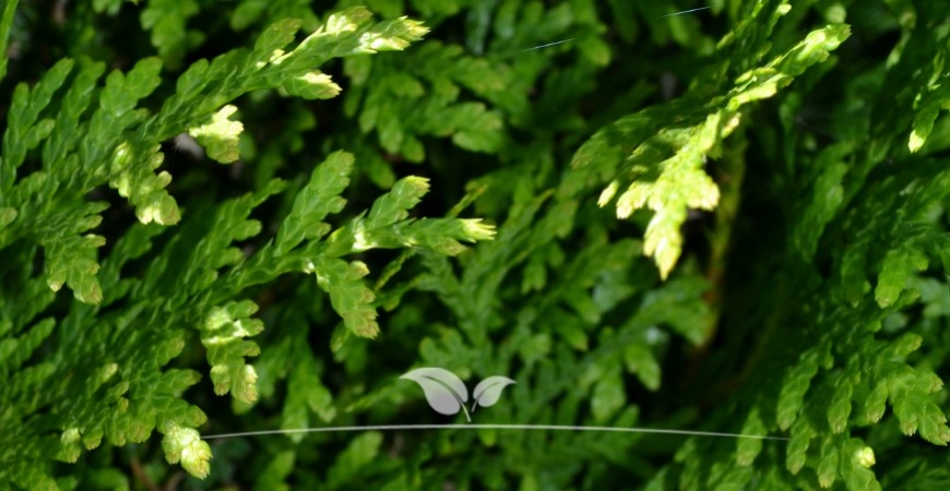 Thuja occidentalis Brabant Blatt