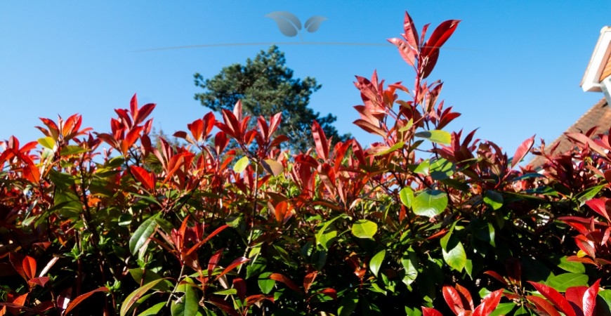 Photinia fraseri Red Robin Standort