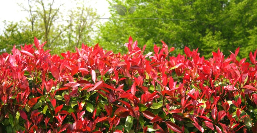 Photinia fraseri Red Robin pflanzen