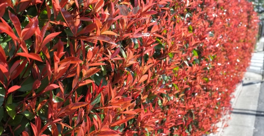 Photinia fraseri Red Robin Hecke