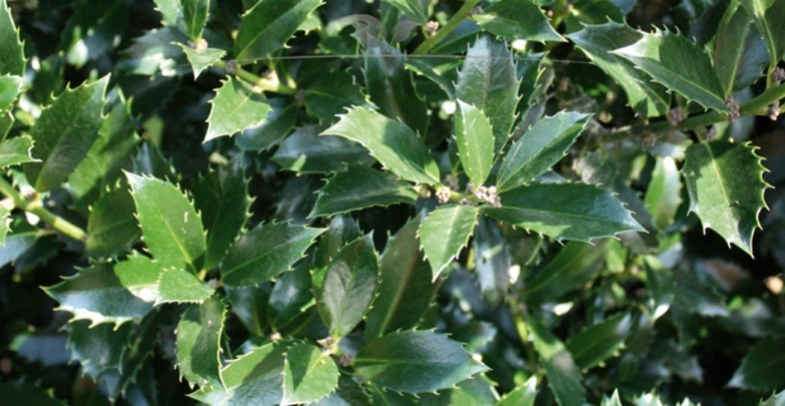 Ilex meserveae Heckenpracht Details