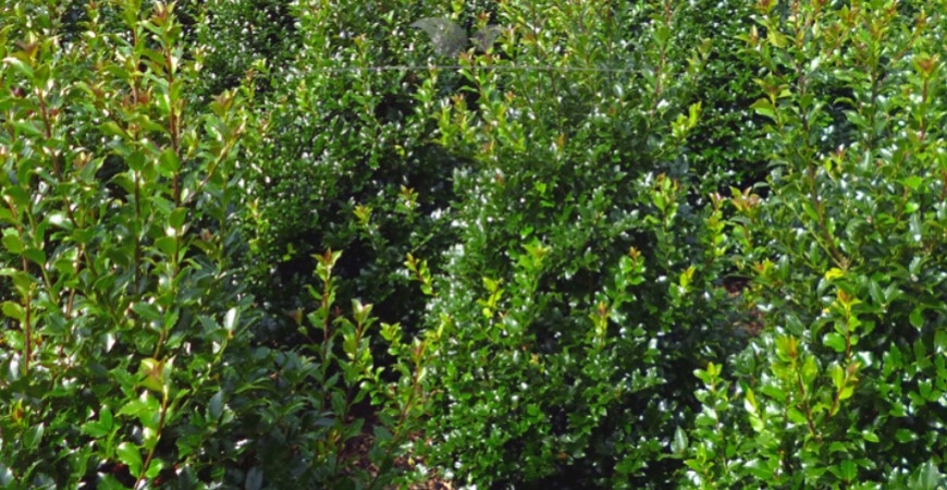 Ilex meserveae Heckenpracht Herkunft