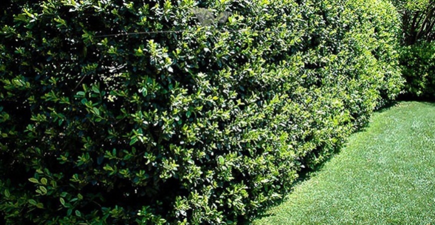 Ilex meserveae Heckenpracht Hecke