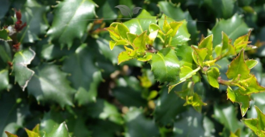 Ilex meserveae Heckenfee details