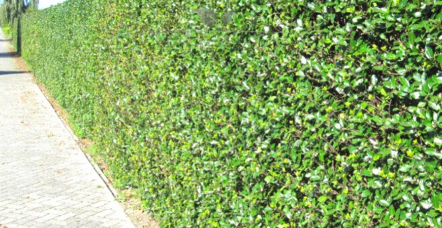 Ilex meserveae Heckenfee Herkunft