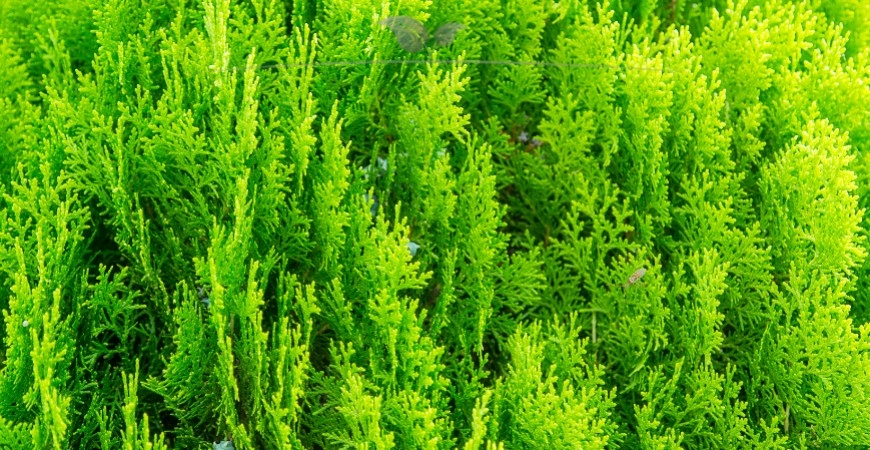 Thuja occidentalis Smaragd Details