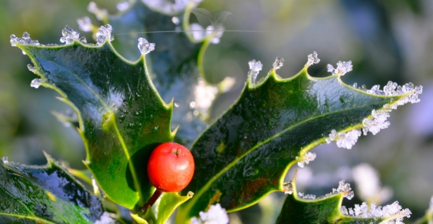 Ilex meserveae Blue Princess Details