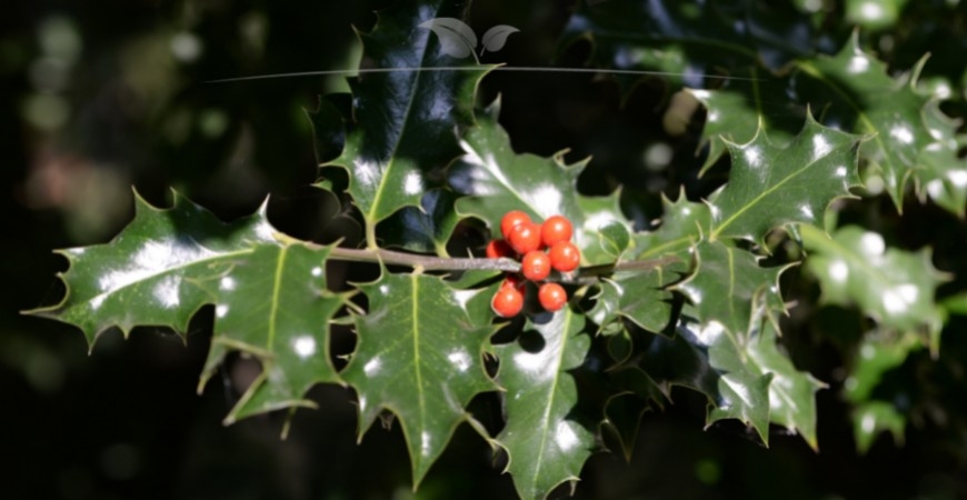 Ilex meserveae Blue Princess Herkunft