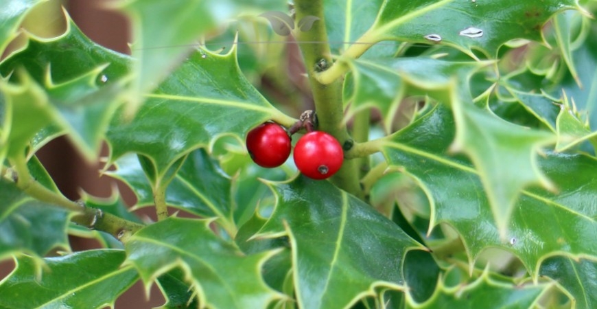 Ilex meserveae Blue Princess Standort