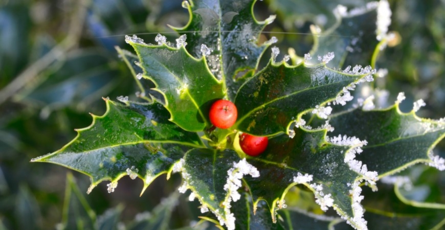 Ilex meserveae Blue Princess Blüte