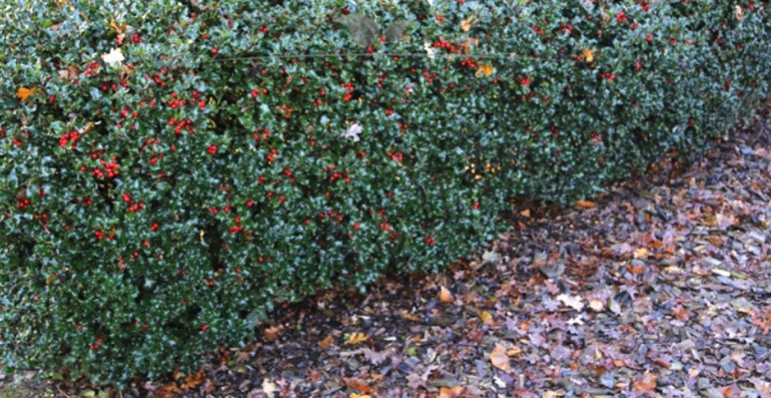 Ilex meserveae Blue Princess Hecke