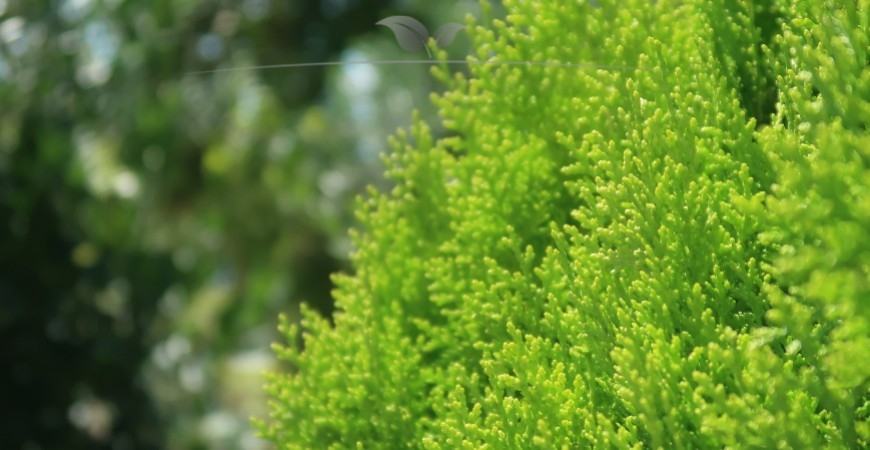 Thuja occidentalis Smaragd Herkunft