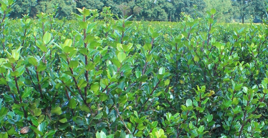 Ilex meserveae Blue Prince Blüte