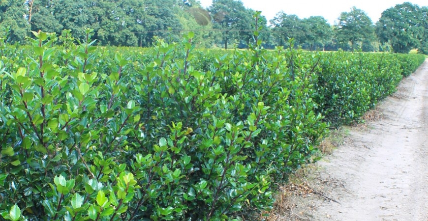 Ilex meserveae Blue Prince Hecke