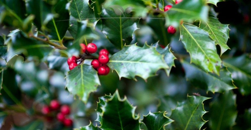 Ilex meserveae Blue Angel Details