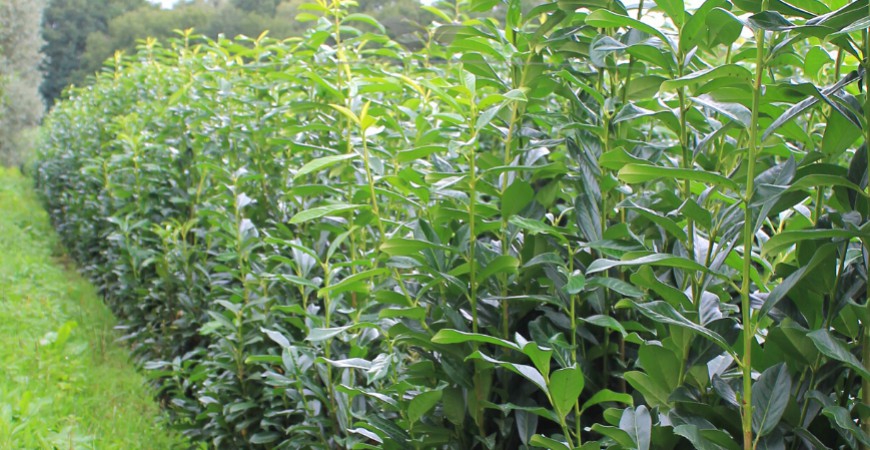 Kirschlorbeer als Hecke pflanzen