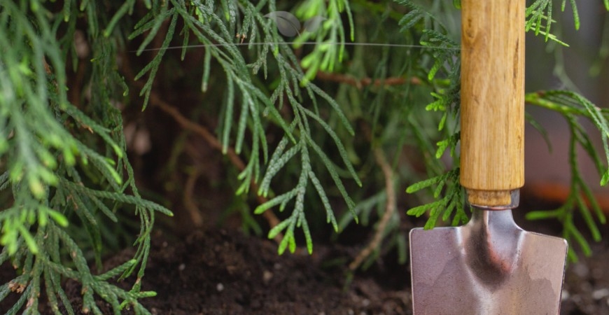 Thuja occidentalis Smaragd düngen