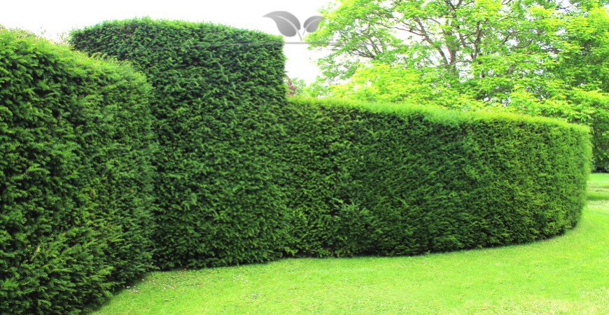 Immergrüne Hecke