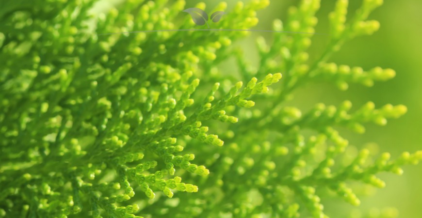 Die Unterschiede zwischen den Thuja Heckenpflanzen