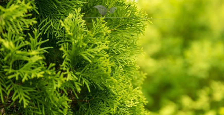 Thuja occidentalis Yellow Ribbon Details