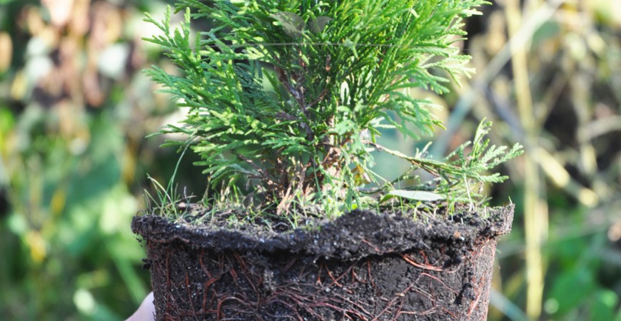 Thuja occidentalis Yellow Ribbon pflanzen