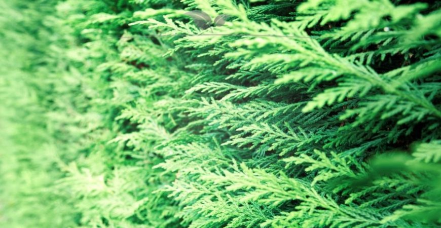 Thuja plicata Martin Details