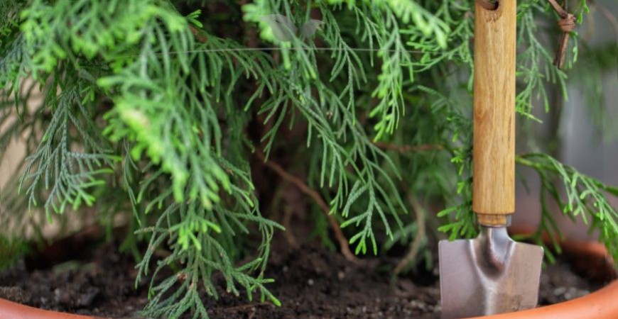 Thuja plicata Martin düngen