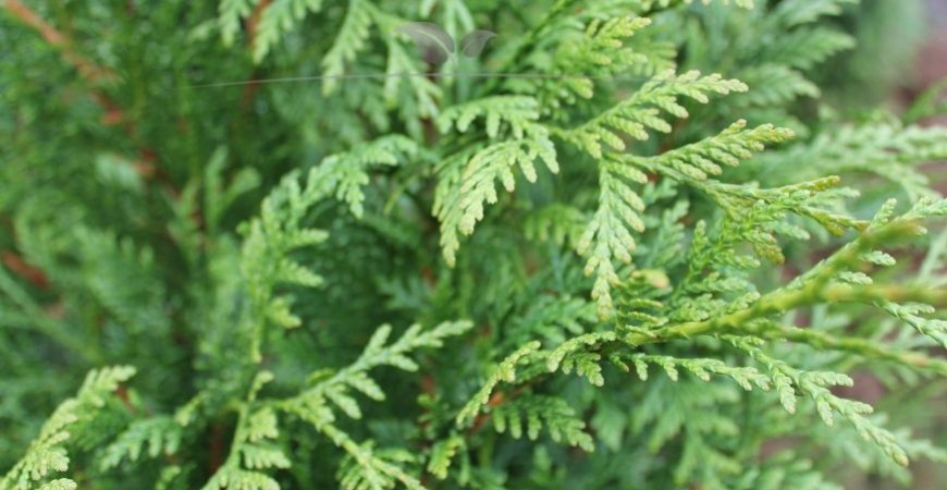 Thuja plicata Atrovirens Details