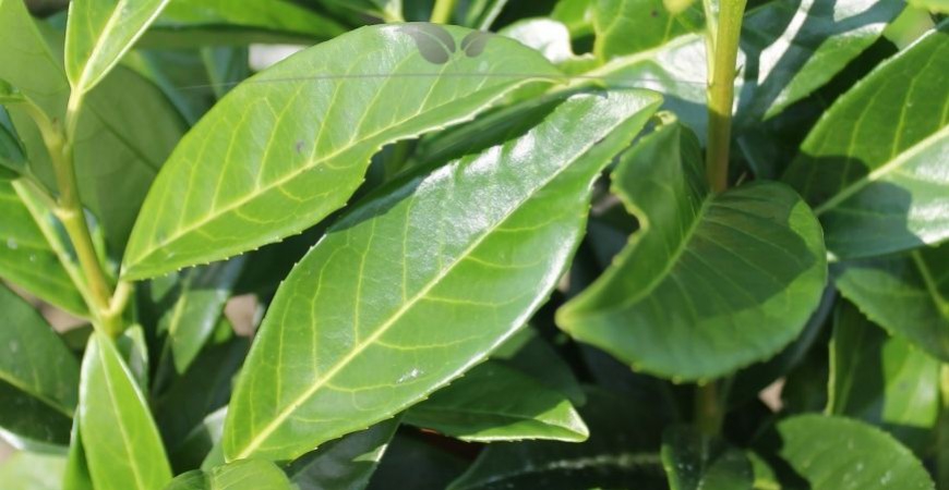 Prunus laurocerasus Genolia Details