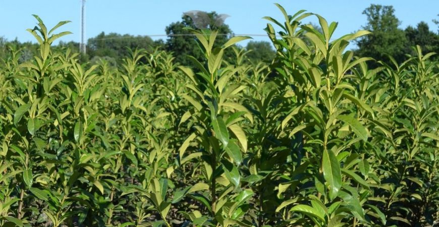 Prunus laurocerasus Genolia Standort