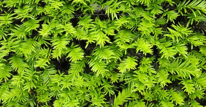 Taxus media Hillii Details