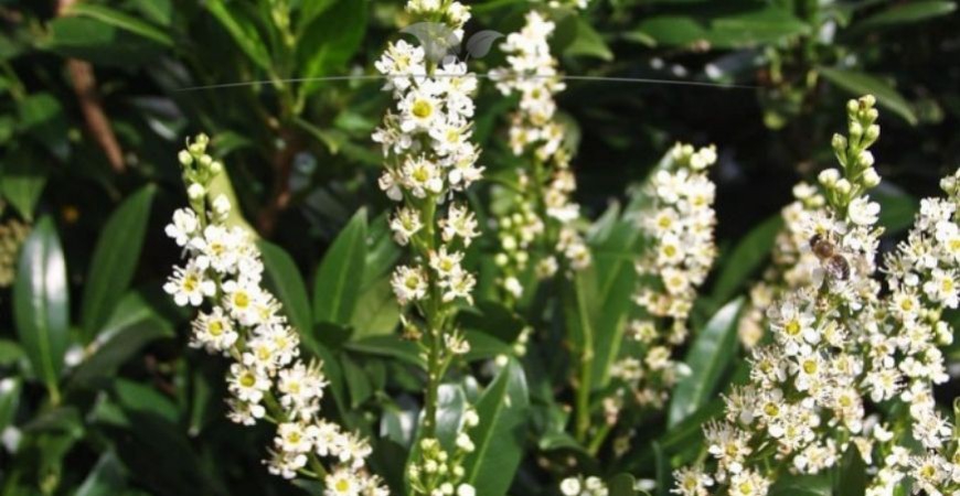 Prunus laurocerasus Otto Luyken Blüte