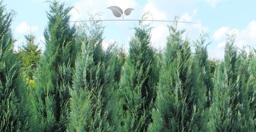 Chamaecyparis lawsoniana Columnaris Details